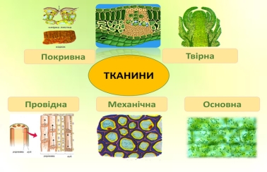 Презентація до уроку на тему: "Тканини рослин"